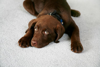 Professional carpet cleaning to remove pet odours and stains throughout Dorset